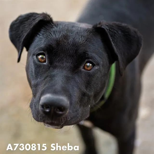 Sheba