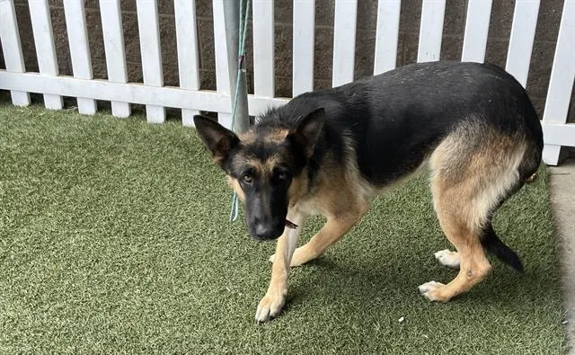 Adoptable Dog