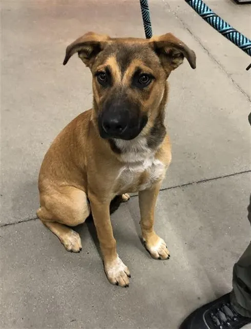 Adoptable Dog