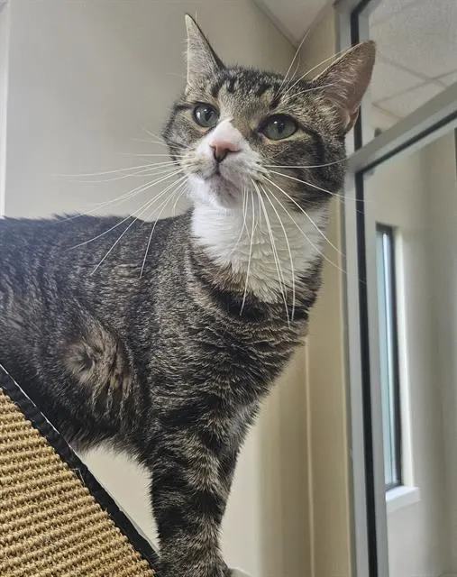 Hank