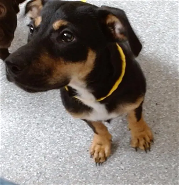 Adoptable Dog