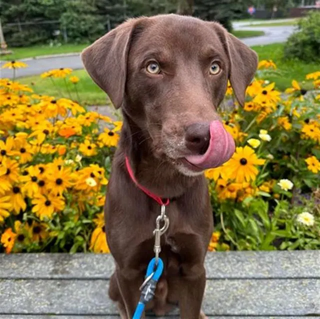 Shiloh