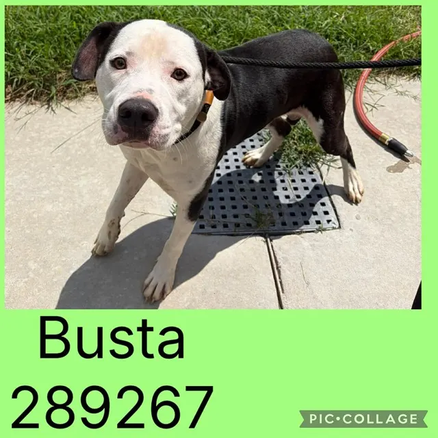 Busta