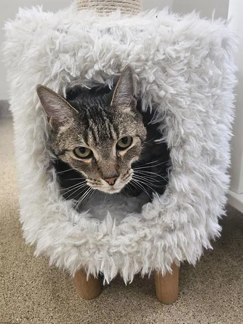 Kit Kat