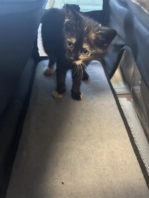 Adoptable Cat