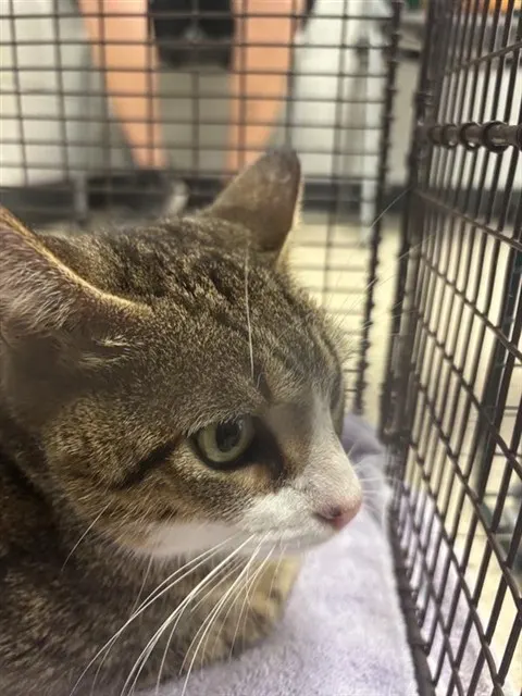 Adoptable Cat