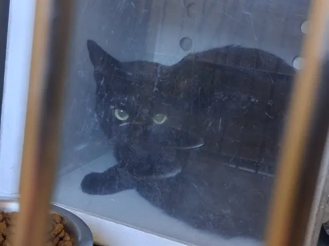 Adoptable Cat