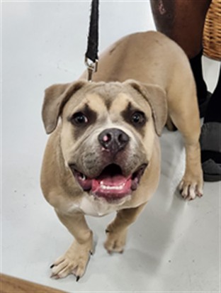 Adoptable Dog