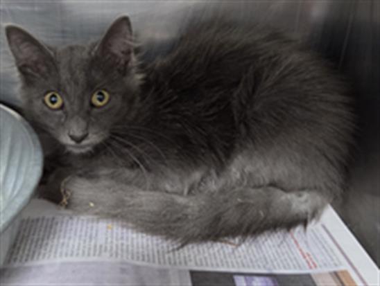 Adoptable Cat