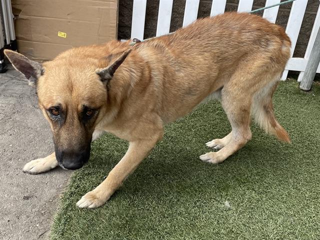 Adoptable Dog