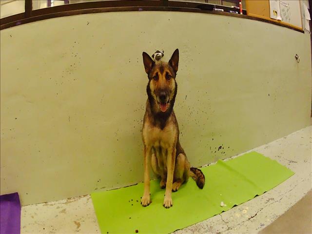 Adoptable Dog