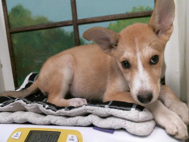 Adoptable Dog