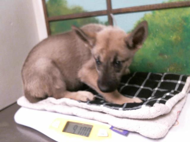 Adoptable Dog