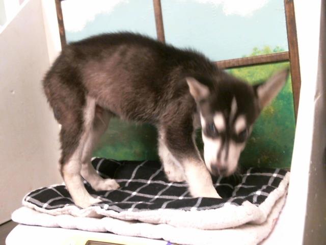 Adoptable Dog