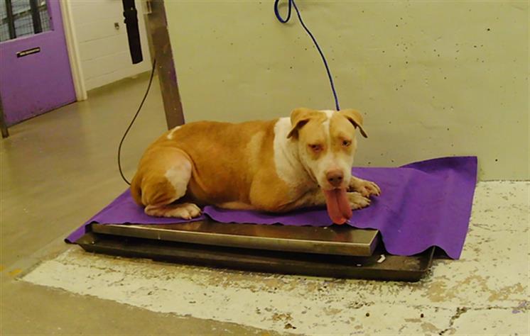 Adoptable Dog