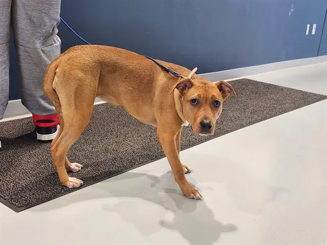 Adoptable Dog