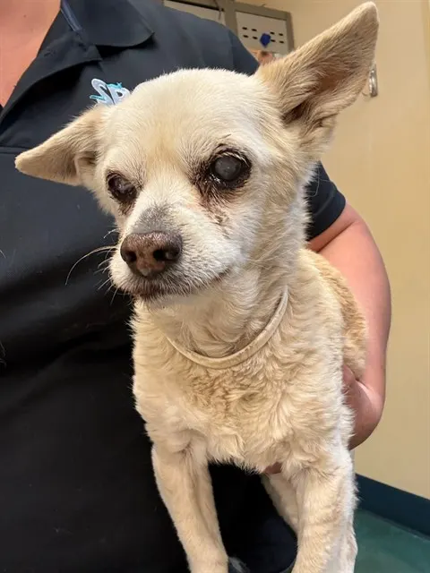 Adoptable Dog