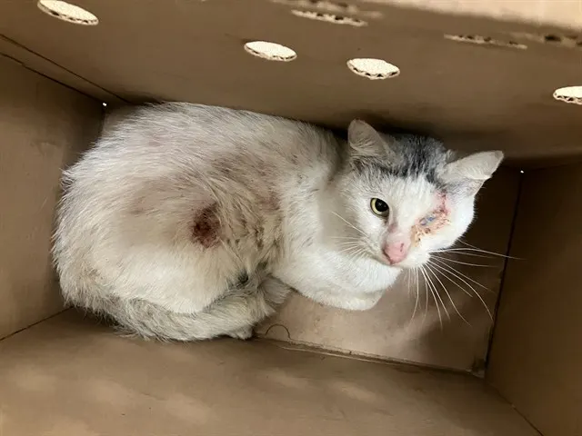 Adoptable Cat