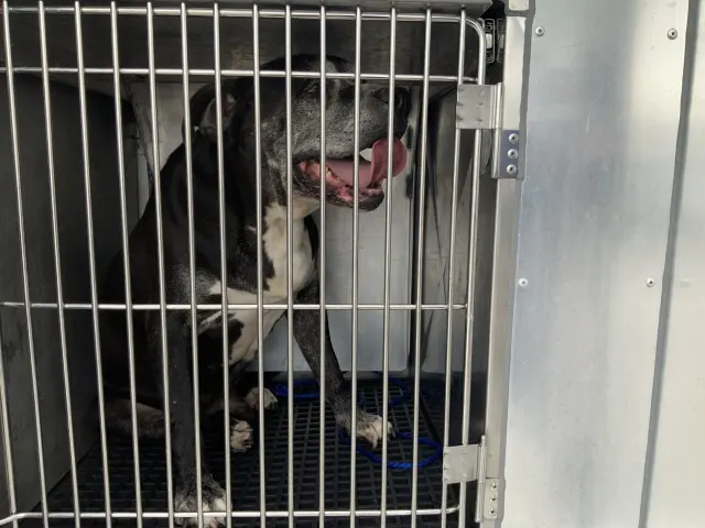 Adoptable Dog