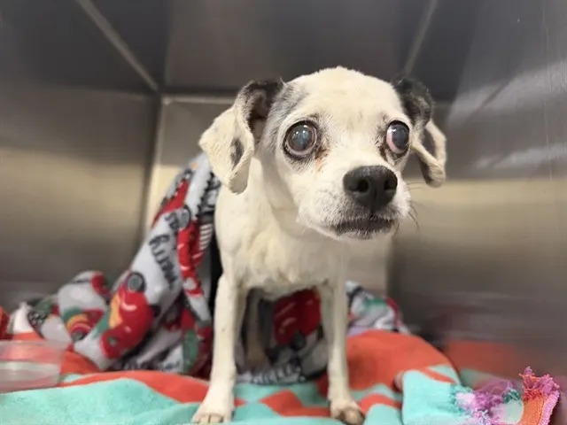 Adoptable Dog