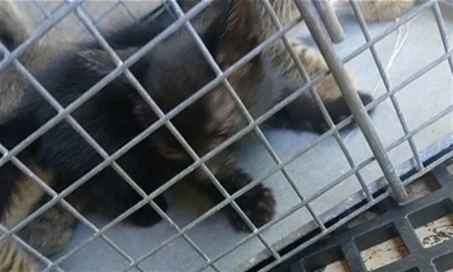 Adoptable Cat