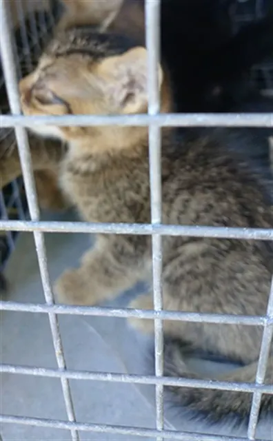 Adoptable Cat