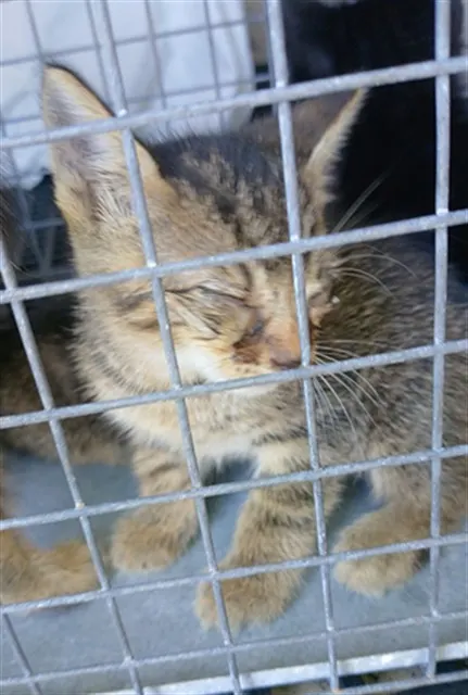 Adoptable Cat