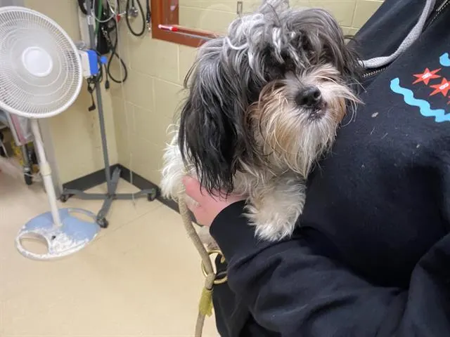 Adoptable Dog