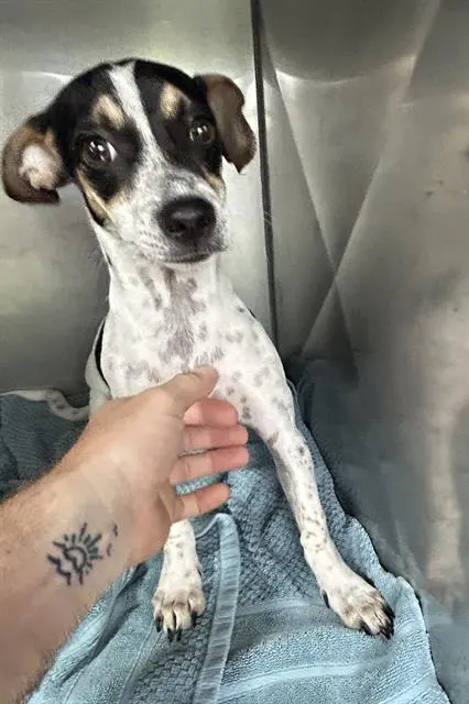 Arlo