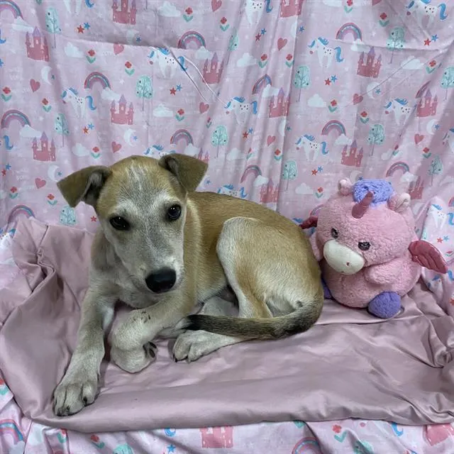 Adoptable Dog