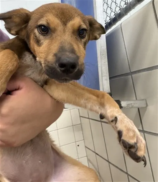 Adoptable Dog