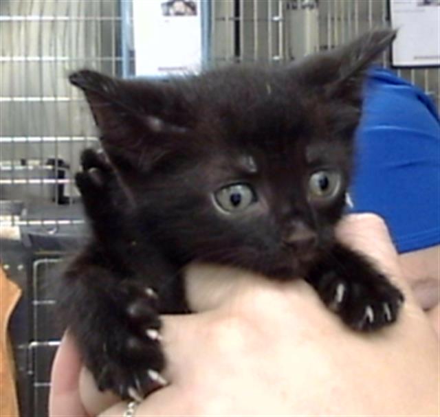 Adoptable Cat
