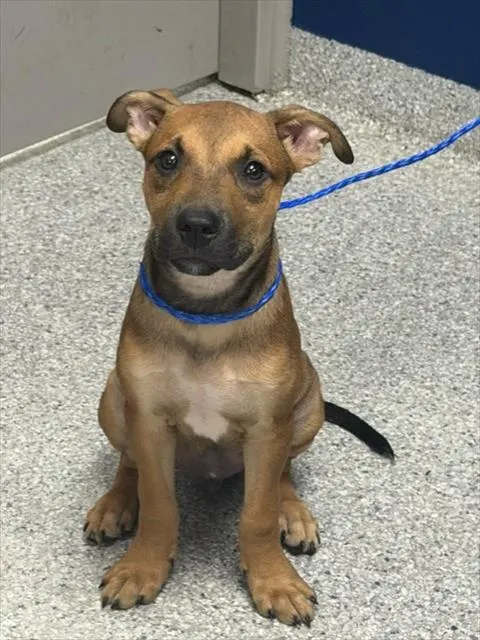 Adoptable Dog