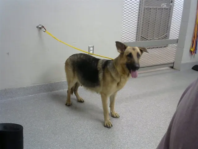 Adoptable Dog