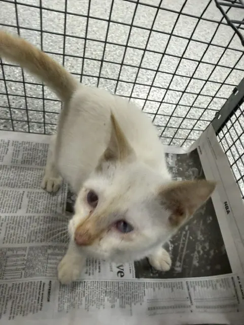 Adoptable Cat