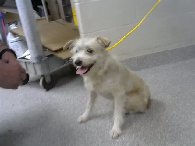 Adoptable Dog
