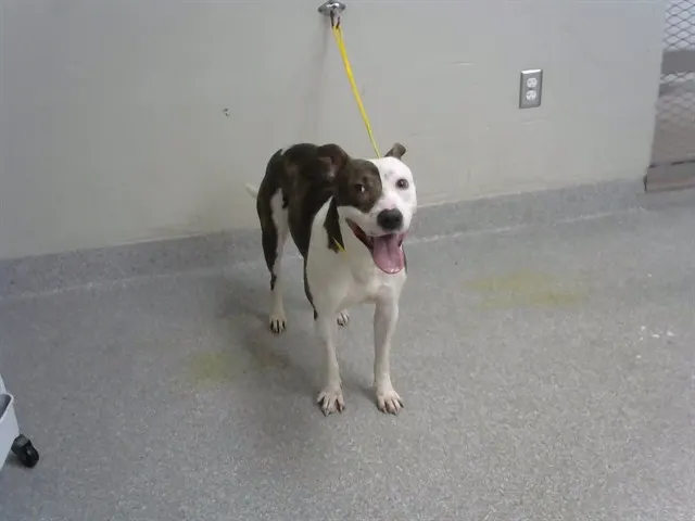 Adoptable Dog