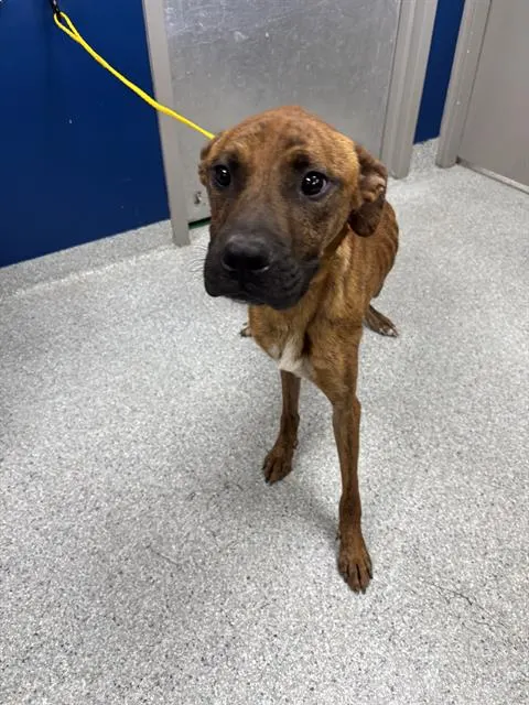 Adoptable Dog