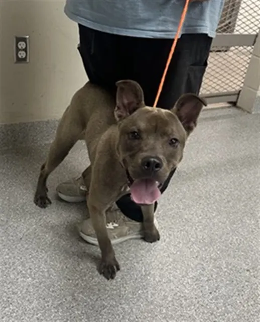 Adoptable Dog