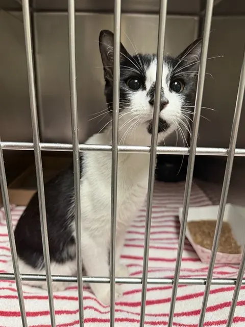Adoptable Cat