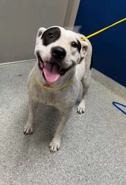Adoptable Dog