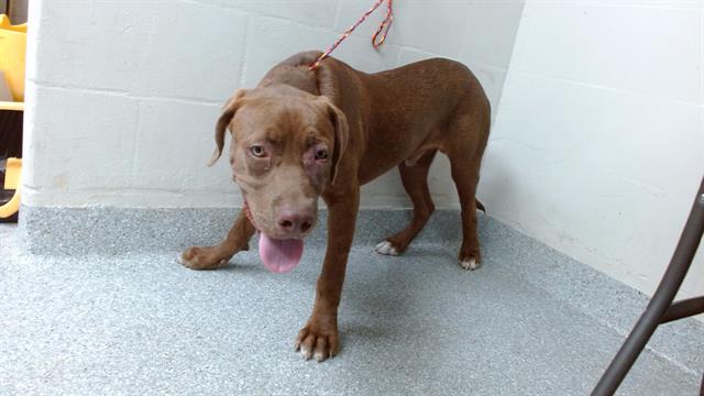 Adoptable Dog