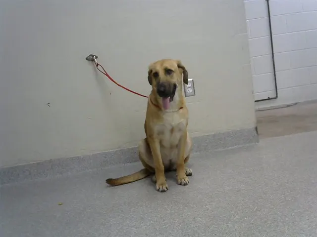 Adoptable Dog