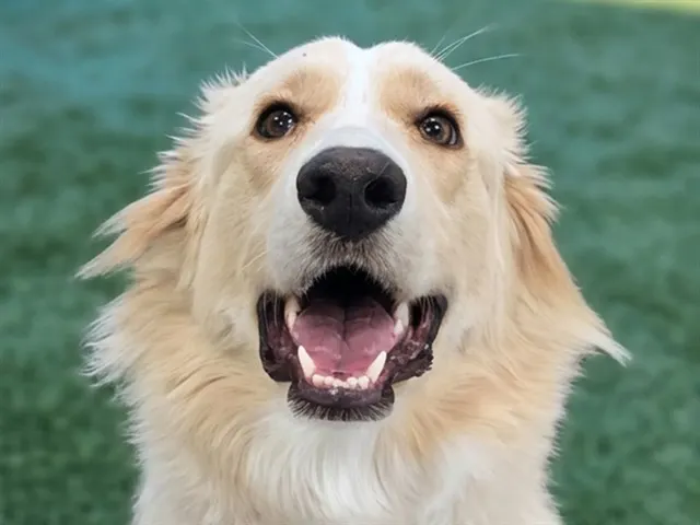 Ben