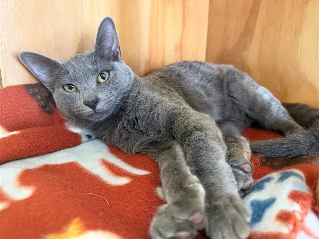 Liesl