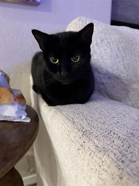 Bobo