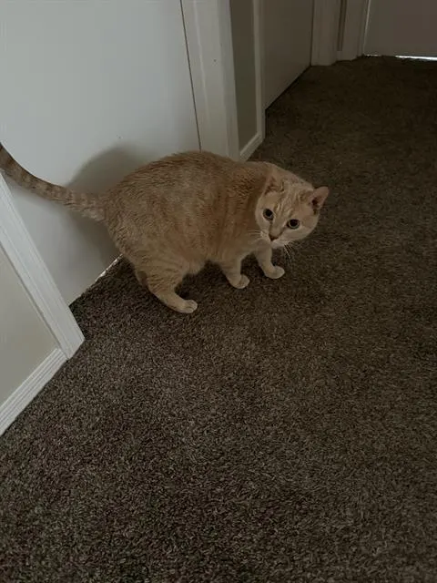 Fofs