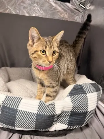 Sophie