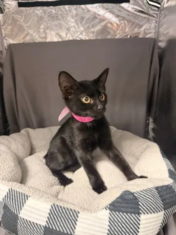 Polly