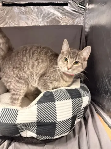 Penny